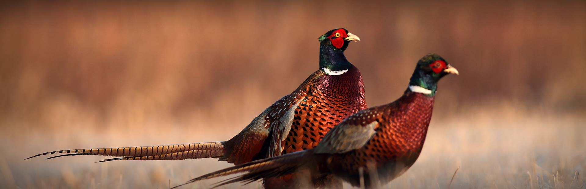 Colorado Pheasant Hunting - KB Style Adventures