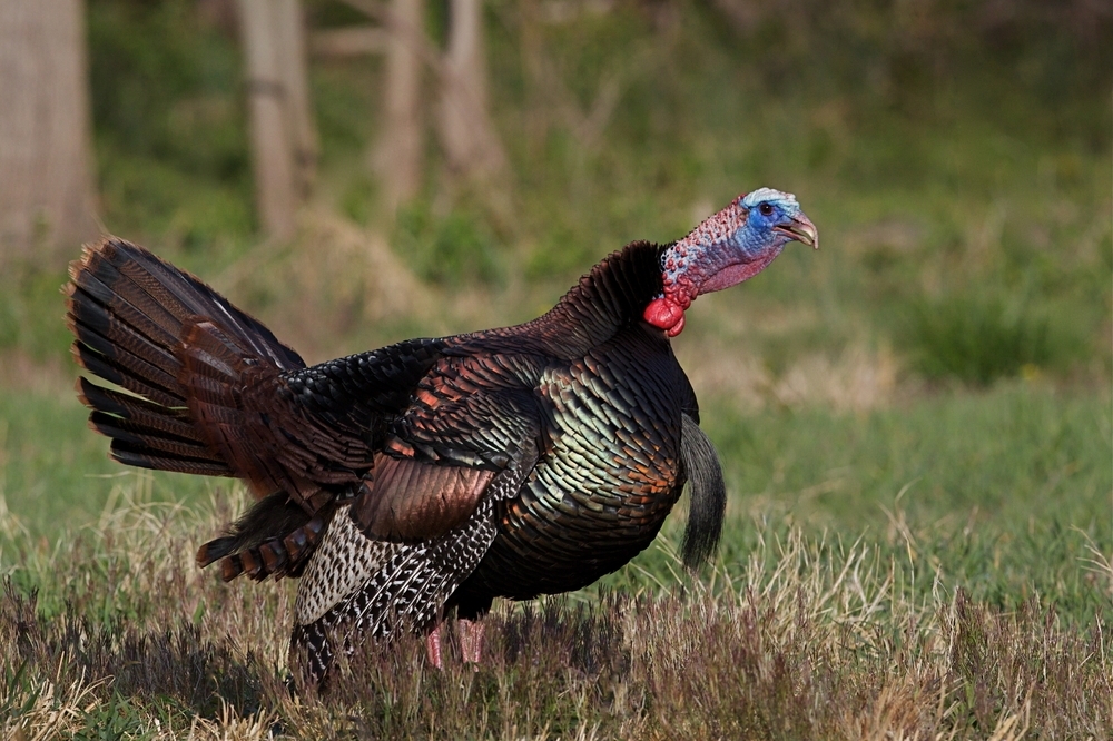 Turkey Hunts