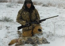 <p>Blowing air?  That is right, with tracks of evidence this coyote was within 5 feet of guide Darian Epper.  Capitalizing on the fresh cold snow and the use of a browning 12 ga, this coyote had no chance.  Excellent shooting rolled him up at about 25 yards. </p>