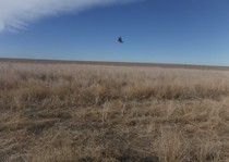 <p>Picture of a bobwhite quail in flight.</p>