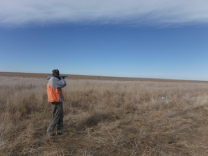 <p>Hunting quail on a beautiul January day.</p>