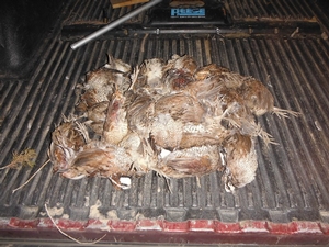 <p>Afternoon harvest of bobwhite quail.  You talk about a good time and better eating!</p>