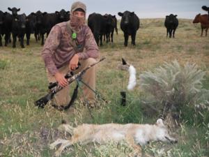 Here is a coyote taken in October 2013.  She saw the decoy and was coming in pretty good.  KB had his shotgun and wanted a shotgun dog but she became alarmed at about 80 yards and took off.  After several attemps to woof her she finaly stopped out at 220 yard range and one shot through the neck met its mark.  