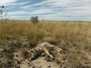 <p>Young coyote harvested amoung grass and cactus.  October 2013</p>