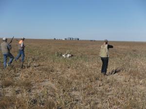 <p>This bird has no chance.  On the right is the fastest gun on the prairie.  Hauns has one pointed out ready for flush.  10-17-13</p>