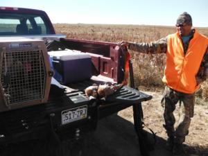 <p>Pheasant hunting, October 2013</p>