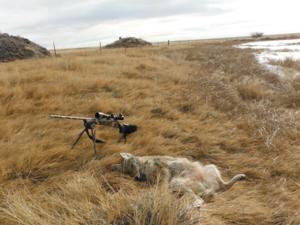 <p>Another one bites the dust.  This female coyote was harvested not 60 yards from a new born calf while litterally licking her lips.  KB managed to spot her at a distance and whated her lay down.  After sneaking down wind from her was able to seal the deal at about 65 yards with a 22-250.  12-19-13</p>