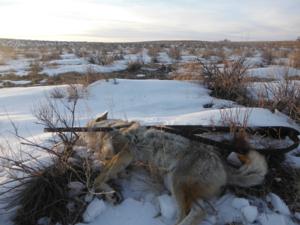 <p>KB and a shot gun coyote.  32 yards running away, hard.  One shot with 3 inch copper plated #4 buck.  You want to see one go down hard try this combo.  2-12-14</p>