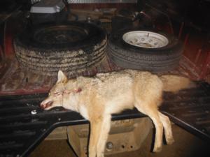 <p>Perfect shot with a .243 rocked this female coyote at about 115 yards after dark.  2-14-14</p>