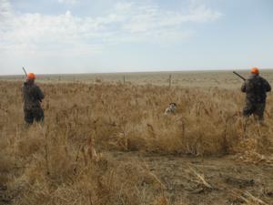 quail hunting 2014