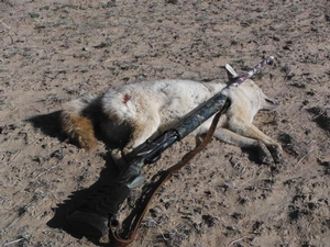 <p>Shotgun coyote.  Broad daylight with #4 buck</p>