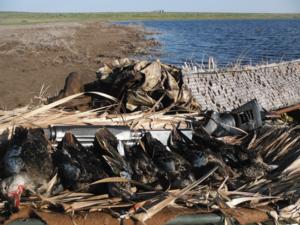 <p>Early teal season action</p>