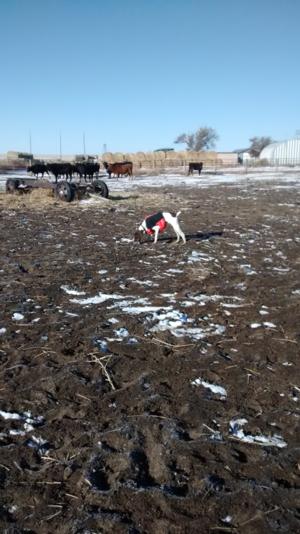 <p>The new dog Thatcher retrieving a bobwhite quail. </p>