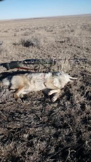 <p>It's a constant learning experience coyote hunting. Here patience unfolded a great hunt. </p>
<p>2015</p>