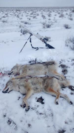 <p>Good hunting in the snow. Got two out of a group of 4. Feb 2015</p>