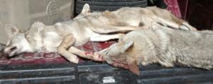 <p>One day of coyote hunting. The key to success on this hunt.... Don't miss. October 2015</p>