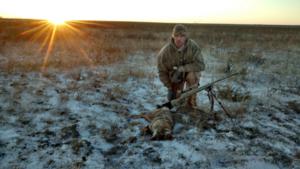 <p>Kb and silver and black coyote taken on a ranch after a chicken massacre.  This coyote has a fox type build and may very well be a cross. One shot using a Remington 700 chambered in, the prairie king, 22-250 Nov 2015</p>