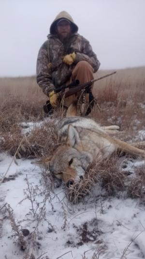 <p>Like melted butter. This coyote dropped in his tracks. He came in to about 150 yards then started to leave. Howled to a stop and a 22-250 sealed it up.</p>