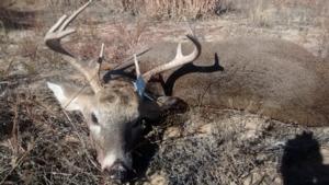 <p>A nice younger whitetail buck</p>