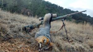 <p><strong>Gray fox action</strong></p>