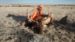 <p>Great bull elk.  Exciting elk hunting</p>