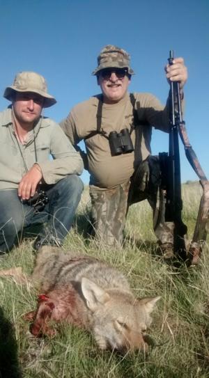 <p>Classic call in on an male coyote.  Exciting hunting action</p>