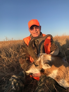 Huge pronghorn buck