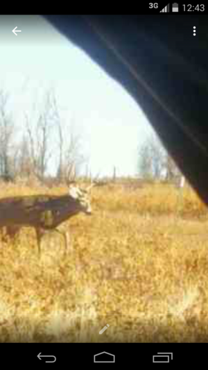 <p>Big whitetail buck.  </p>