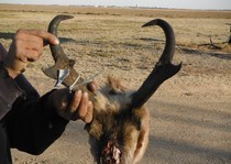 Nice Pronghorn buck taken opening day 2012.