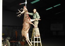 Hunting guide Darian Epper works to hang this masive creature.  This picture shows just how big the deer get in southeast Colorado.