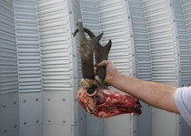 This is a huge antelope taken by a group hunting with us.