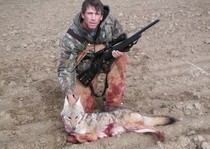 This coyote was taken the same morning as the monster buck.  He came in charging over winter wheat, froze at 34 yards and the rest is in the picture.  