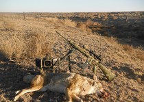 Here is a coyote that fell victum to a pretty cool set up.  Primos caller and a remington R-15, .204 ruger.