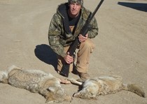 It's not easy, but coyotes can be taken with a 12 ga with the proper shot placement and load.