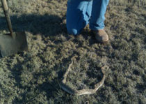 Prairie rattlesnake hunts are availabe June through August